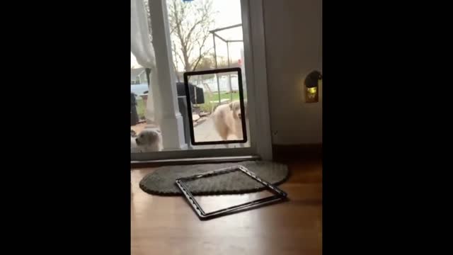 rumble-i'm glad my dog is showing the others how to use the doggy door