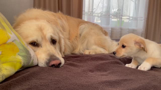 Golden Retriever is tired of playing with a Puppy