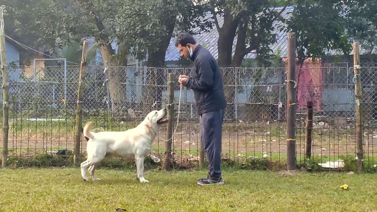 Dog show training of a labrador dog training video