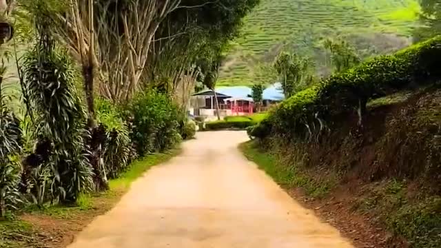 Natural Landscape View at Cameroon Highlands