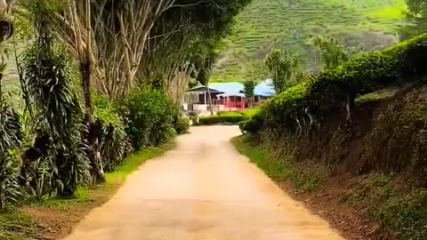 Natural Landscape View at Cameroon Highlands