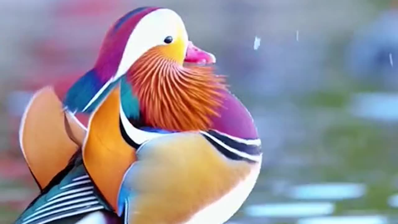 Very beautiful colorful birds , best video for kids