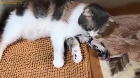 CAT GIVING NEW BIRTH