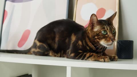 Bengal cat sitting on shelf close-up. Brown kitten resting on ledge near pictures