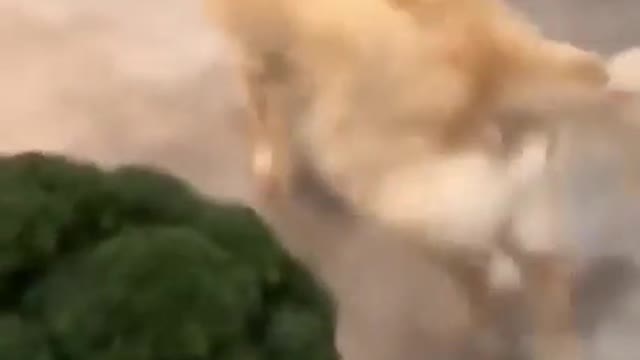 dog hate vegetables
