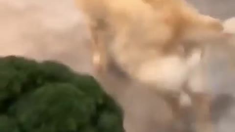 dog hate vegetables