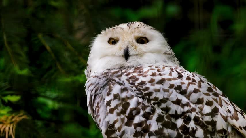 Funny animal video, funny owl video,owl video, beautiful owl, lenkasmn Tec.