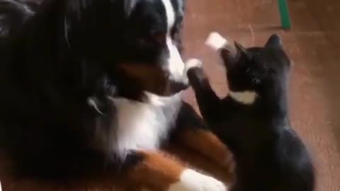 cat and dog