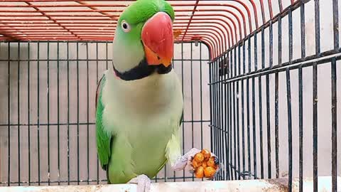 Mithu enjoying Marunda_Gajak🥨 __ Alexeendrine Love Sweets🍯 __ #parrot #video #