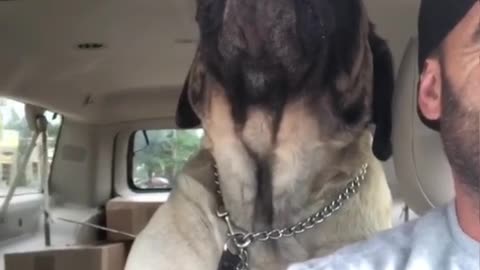 Dog🐕 howling more like a dinosaur 🦕 wow!!