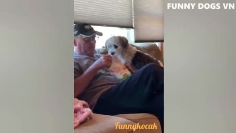 Funniest dog video
