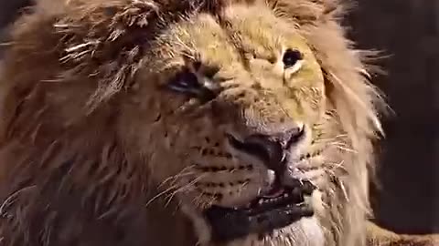 Mufasa death 💀 Sad Status 😣😢 | The Lion king 🦁