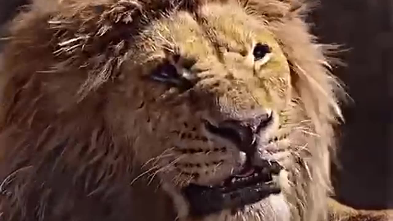 Mufasa death 💀 Sad Status 😣😢 | The Lion king 🦁