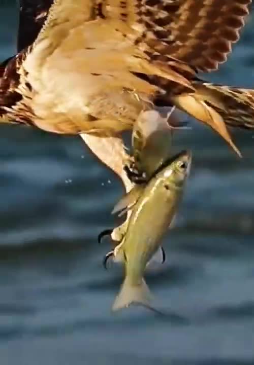 Most Viewed Animal Video, Eagles