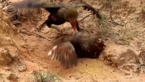 THE CHICKEN DEFENDING HIS GAVIÃO PUPPIES