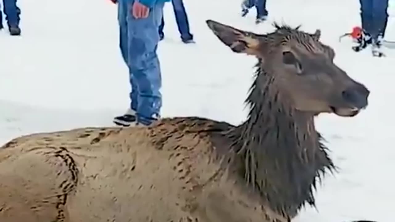 A bunch of Wyoming toxic masculinity rescuing elk trapped in a frozen lake. Not a