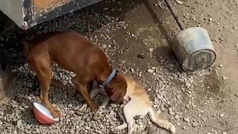 THE DOG FRANK!! ACTING LIKE HE DIED BEST ACTOR