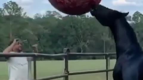 Volleyball Match Men vs Horse #shorts #viral #shortsvideo #video