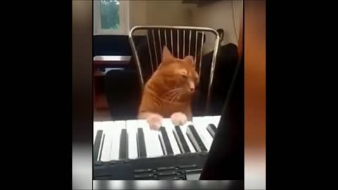 Cute and Funny Animal Videos Compilation #3