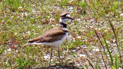 Killdeer