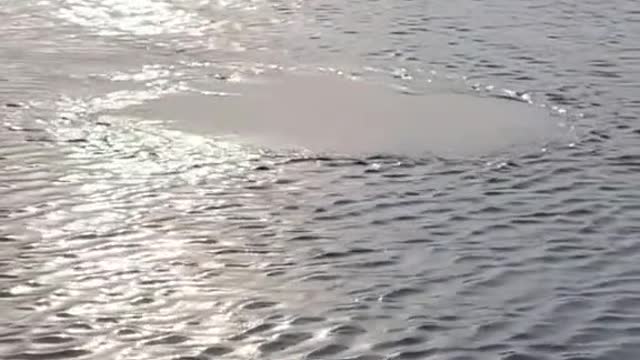 Do you know what makes this circle in the water?