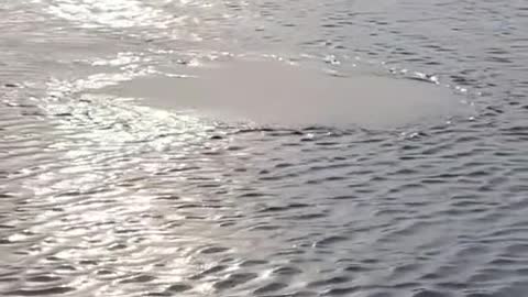 Do you know what makes this circle in the water?