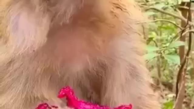 funny videos