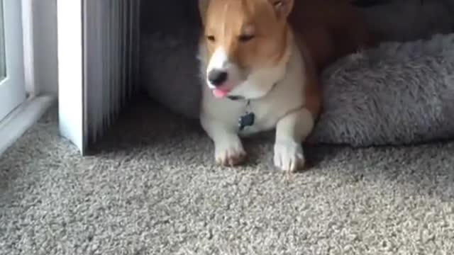 BLEP #corgi #puppysongs #dogsoftiktok #corgisoftiktok