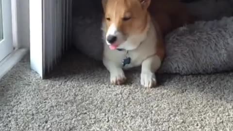 BLEP #corgi #puppysongs #dogsoftiktok #corgisoftiktok