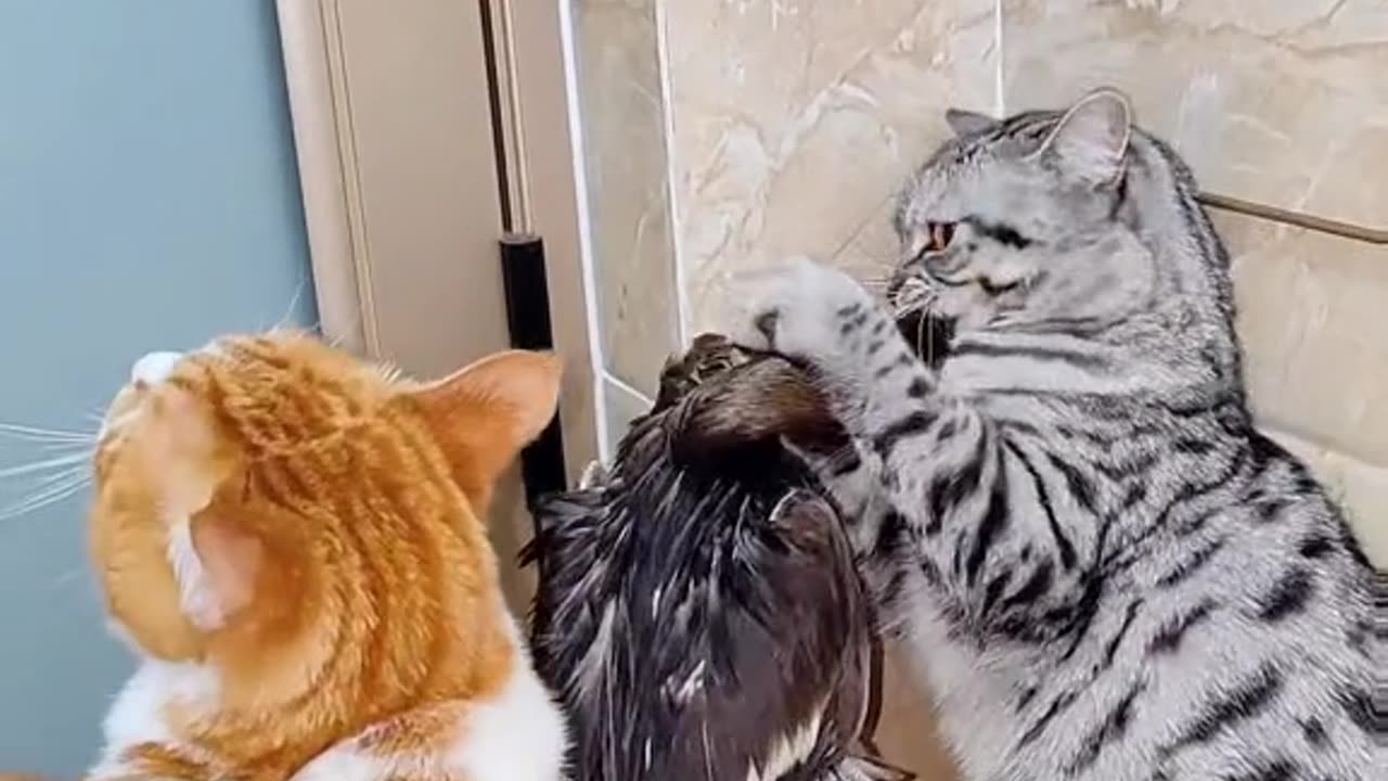 Cat and duck fight funny