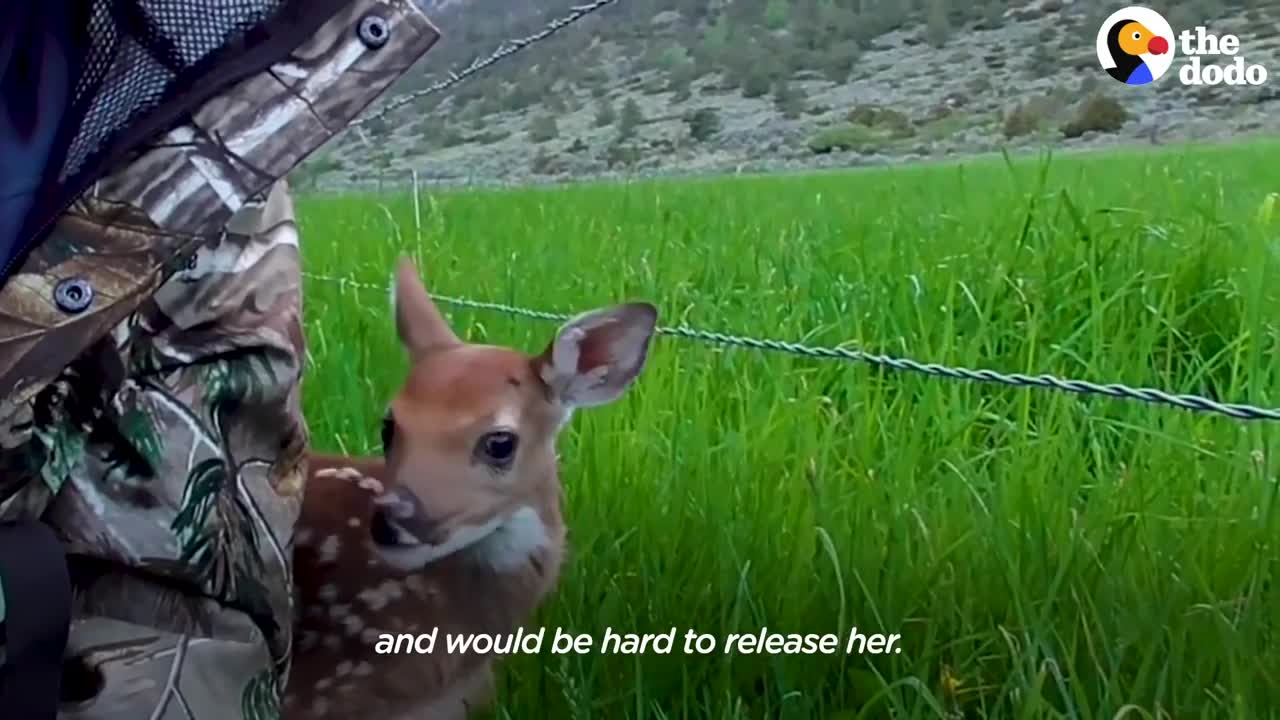 Injured Fawn Deer In Rocky Mountains Gets Adopted | The Dodo Faith = Restored