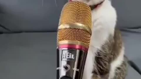 Cat Singing | Funny Video