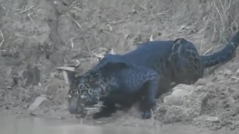 Jaguar & Lion Mix