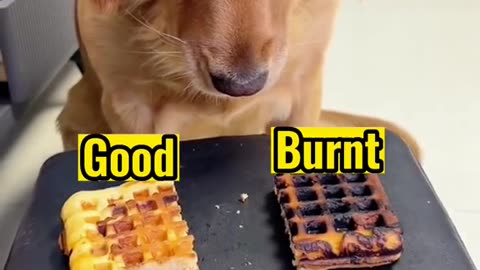 Good Vs. Burnt Funny Video