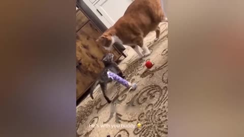 funny animals vedio...... look what happens in the meddle 😂😂🙌