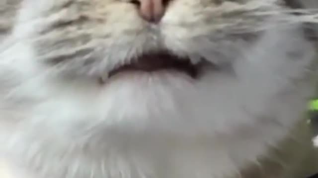 🤣🤣try not to laugh😂🤣#Funny cat videos#funny cat reaction#2022