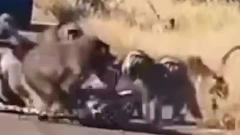 Monkey Vs lepord