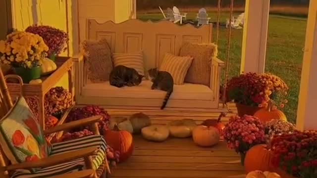 Two kittens in a hammock