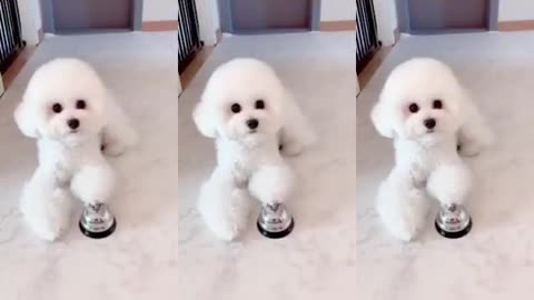 인싸 아라쓰🐩#딜레이스크린 #킴미소 #이아라 #틱톡 #tikTok #반려동물 #스타펫오디션 #dogchallenge #마이펫 #댕댕이#펫을부탁해