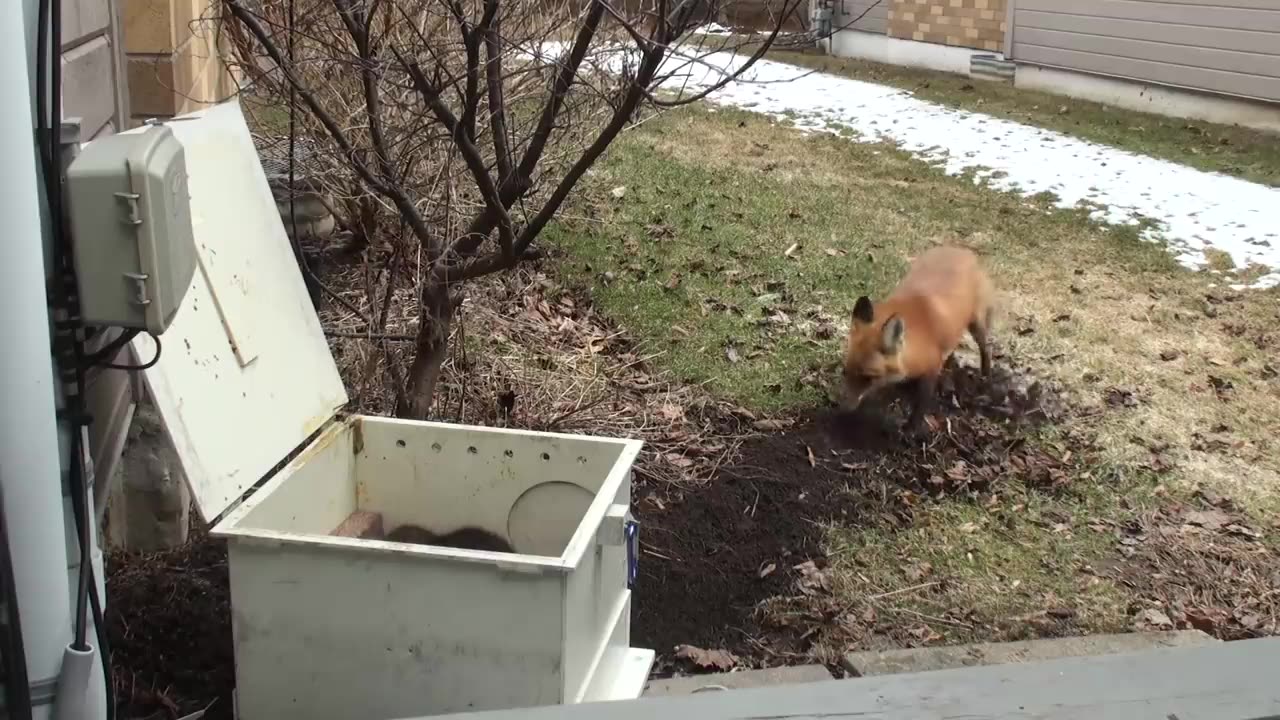 Loving mother comes back for her babies