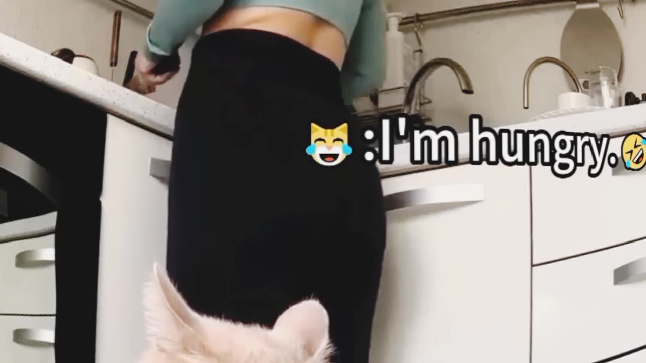 Funycat