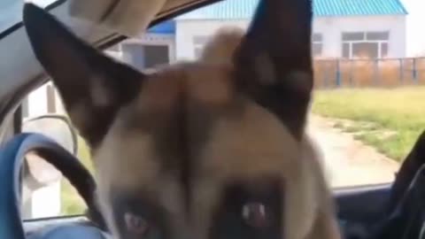 Dogs short funny videos