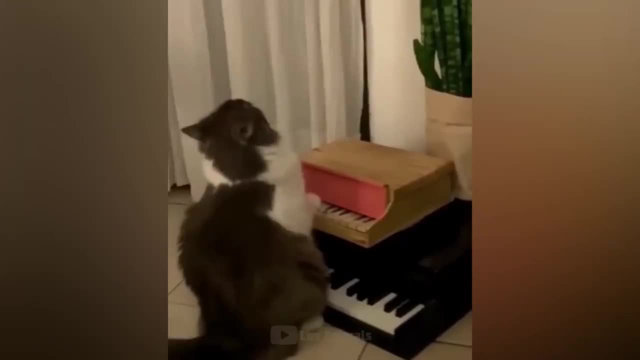 The lovely cat is cleaning the glass.