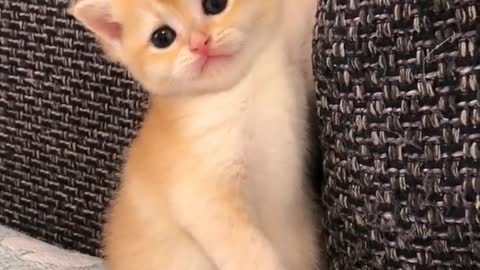 OMG So Cute Cats ♥ Best Funny Cat ❤️🐈Videos 2021 #shorts