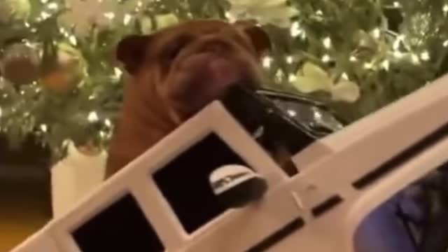 The dog fell off the toy car