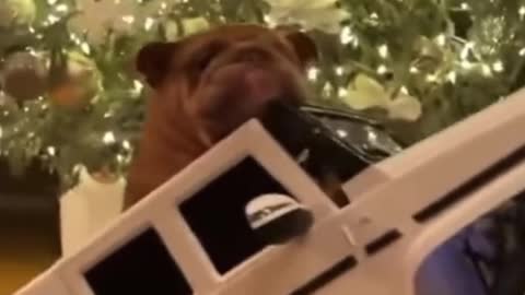 The dog fell off the toy car