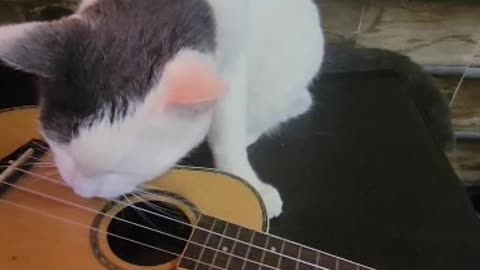 Ukulele Playing Cat