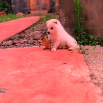 So cute animals #Animals #dog #cat #duck #monkey #adoremonkey #Monkey Animals3