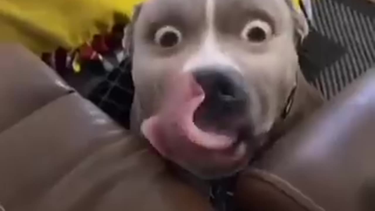 Funny dog