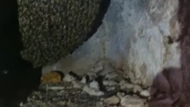 🐝 bee farming
